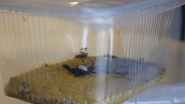 ОБЗОР МОЕЙ КОЛЛЕКЦИИ МУРАВЬЁВ - ВСЕ ВИДЫ муравьёв, которые живут у меня! \\ Димон и пумба смотреть онлайн