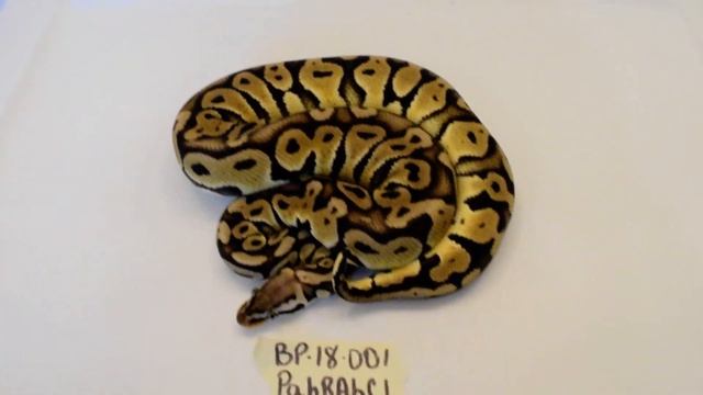 2018 Pastel het Red Axanthic het Clown Ball python - Male смотреть онлайн