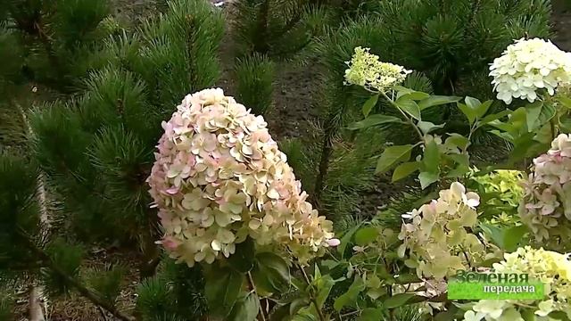 Проекты слушателей курсов Ландшафтного дизайна. Ч.2 смотреть онлайн