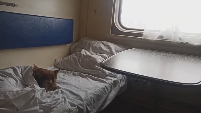 Поездка на поезде с питомцем. В поезде с собакой. Путешествие по России с собакой. смотреть онлайн