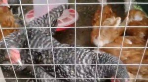 Какую траву можно давать курам несушкам.