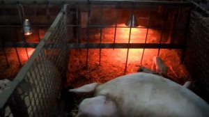 ОПОРОС СВИНЬИ ЧТО И КАК ДЕЛАТЬ? / ВЫРАЩИВАНИЕ СВИНЕЙ В ДОМАШНЕМ ХОЗЯЙСТВЕ