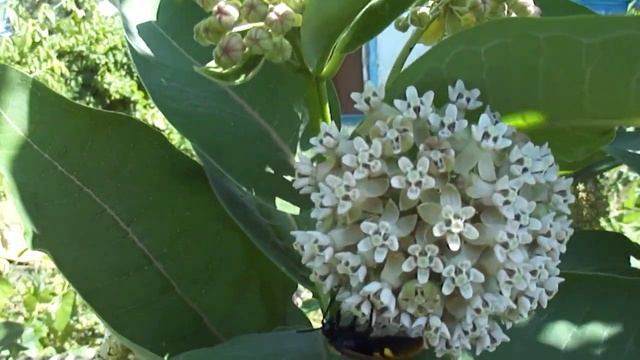 Царство насекомых Украины смотреть онлайн