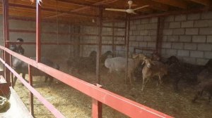 Бараны овцы Арашан. Гиссарские овцы. Анвар Рустемов +77017224679(ватцап)