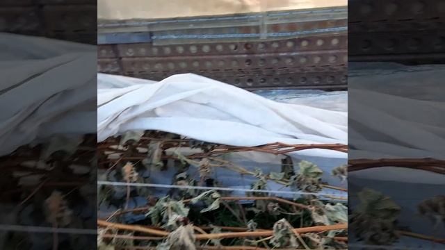 Виноград в Приморском крае! Лоза вызреет обязательно, если сделать всё вовремя и наверняка???? смотреть онлайн