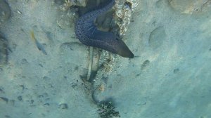 Grand Halomy Resort 3*. Шарм Эль Шейх. Мурена