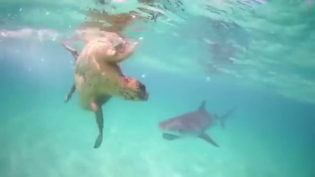 Драка тигровой акулы и черепахи попала на видео 2 смотреть онлайн