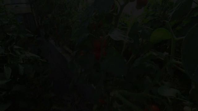 Расскажу за 1 минуту: томаты Оранжевый слон, Золотые купола, Какаду, Чудо лентяя смотреть онлайн