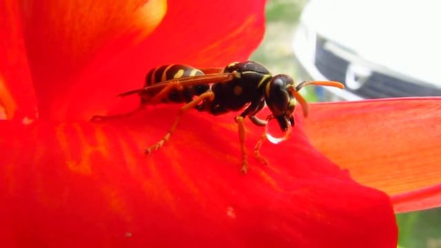 Canon SX130 is Macro Deneme Eşek Arısı Hornet смотреть онлайн