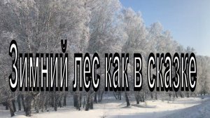 Зимний лес как в сказке.  Красивый  лес зимой, деревья покрыты инеем. Новосибирская область. Зима.