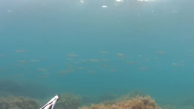 Подводная охота в Анапе смотреть онлайн