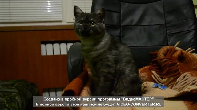 Киса сказала мама.avi смотреть онлайн