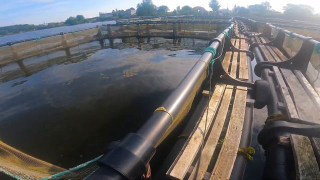 Килька и Хамса для Осетра смотреть онлайн