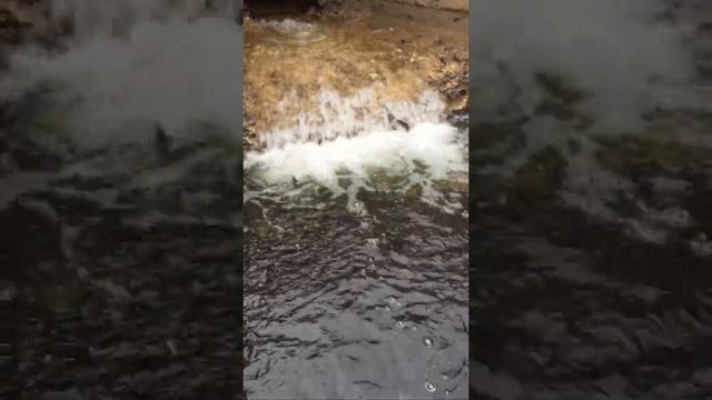 Карп , амур , сазан и другие виды рыб. смотреть онлайн