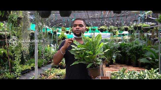 Aglaonema Varieties and care tips (Nursery Visit- Plant Vault.Pai- Part 3)/Aglaonema plant malayala смотреть онлайн
