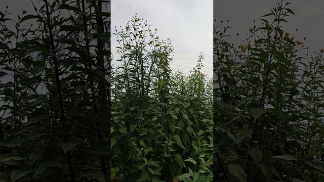 Зацвёл топинамбур 1 октября!! Что нужно сделать. смотреть онлайн