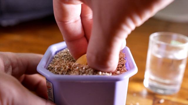 Як посадити авокадо з кісточки смотреть онлайн