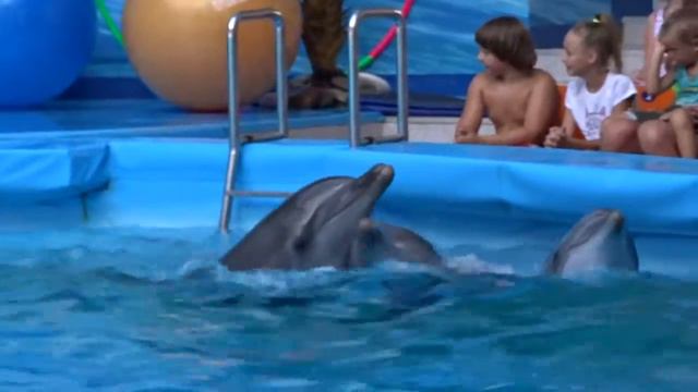 Дельфинарий ДЖУБГА 2016 смотреть онлайн