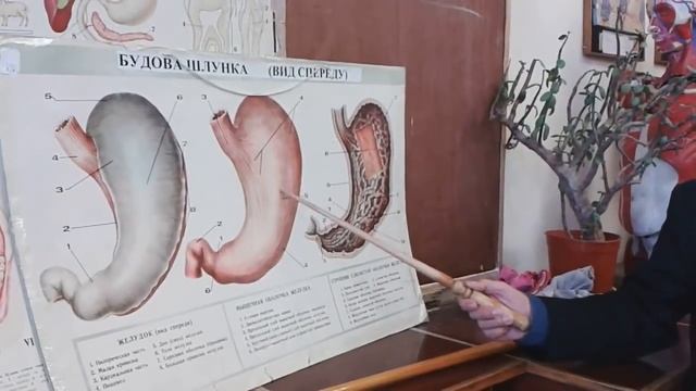 Видео-урок по анатомии. Строение желудка / Будова шлунку смотреть онлайн
