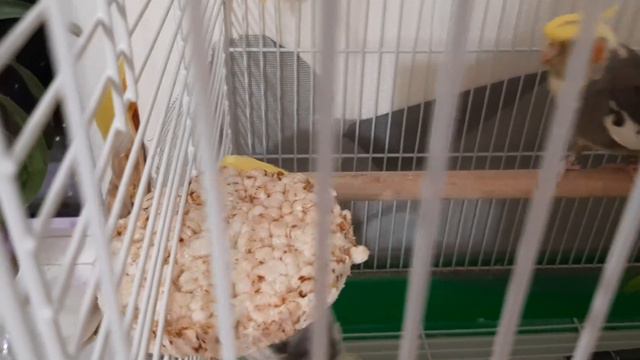 Болталка по понедельникам.Новая уценённая орхидея.И много попугаев ...... смотреть онлайн