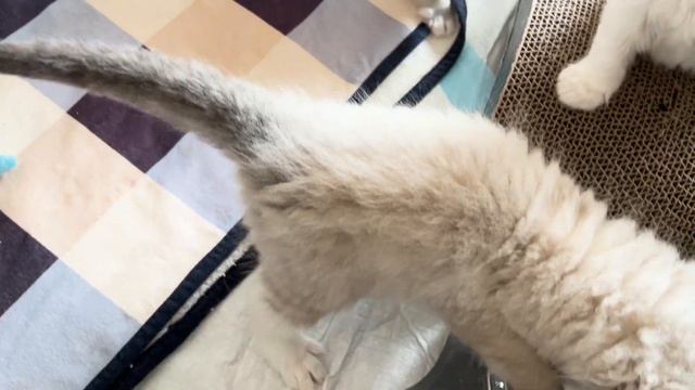 Ragdoll Kittens 6 Weeks Old 🐱 So Cute! смотреть онлайн