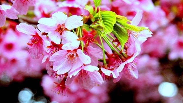 Медицина в переходный период