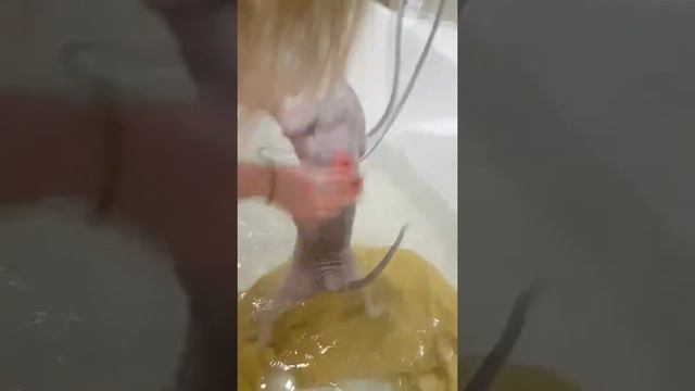 Как купать донского сфинкса смотреть онлайн