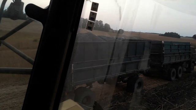 Подсолнух пионер. смотреть онлайн