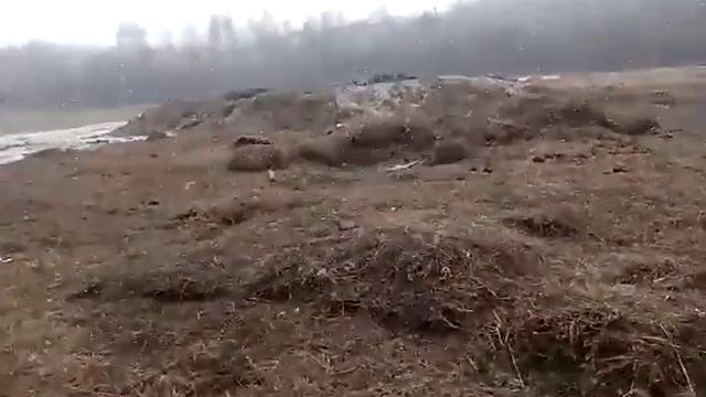 Массовый падёж скота в Ачинском районе смотреть онлайн