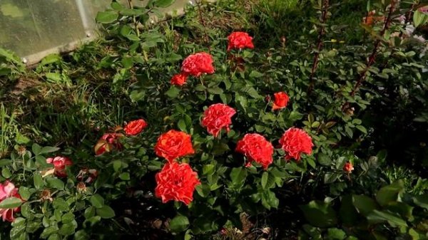 Роза оф Белград (Lady of Belgrade). От этой розы дух захватывает!!!