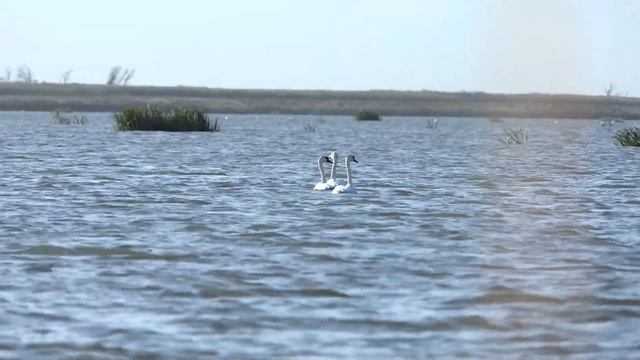 Фотоохота и рыбалка на реке Кигач смотреть онлайн