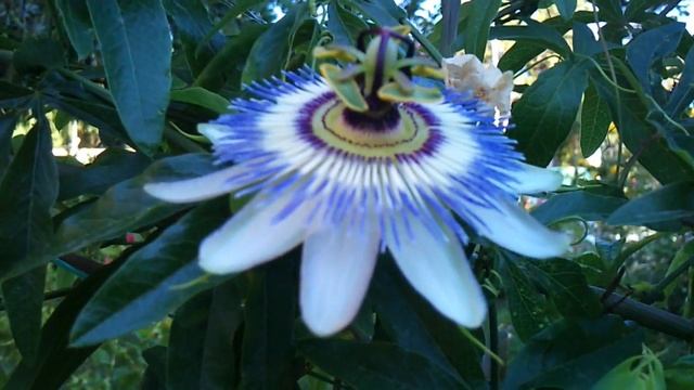 "Пассифлора из семян" смотреть онлайн