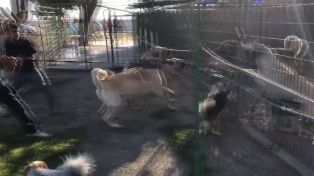 Kangal Vs Cane Corso