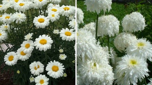 Рассказываю что посадить в мае. Неприхотливые многолетники, которые стоит посадить в саду смотреть онлайн