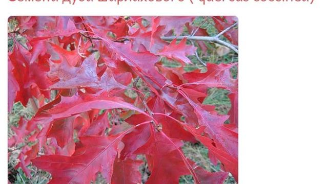 Семена дуба шарлахового quercus coccinea купить продажа смотреть онлайн