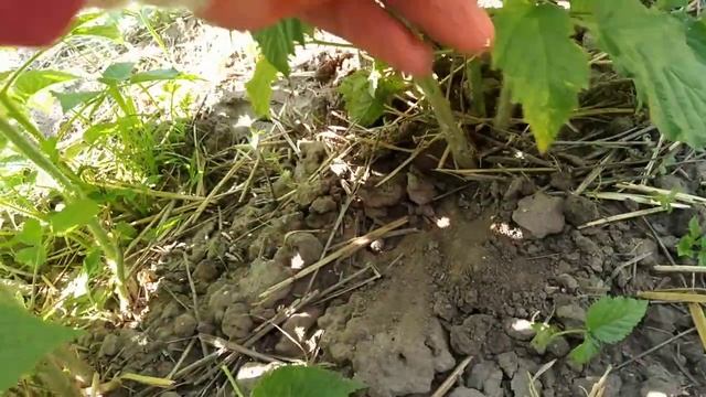 МАЛИНА В КОНЦЕ МАЯ. смотреть онлайн