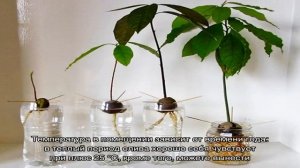 Оливковое дерево в домашних условиях — все секреты успешного выращивания