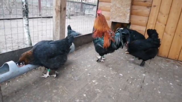 КУРЫМаран чёрно медный,порода несущая пасхальные яйца. смотреть онлайн