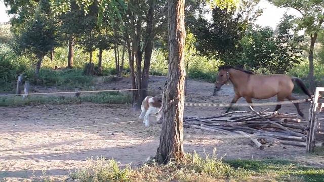 Пастель и Л.Д. Танос смотреть онлайн