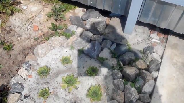 Кактусы на даче начало июня!!!! смотреть онлайн