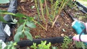 формировка куста голубики после плодоношения