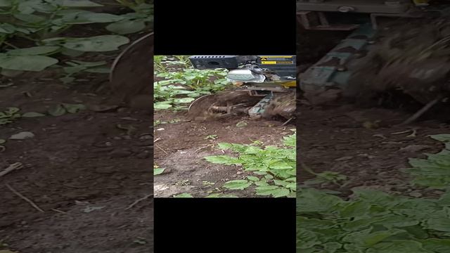 вторая обработка картошки