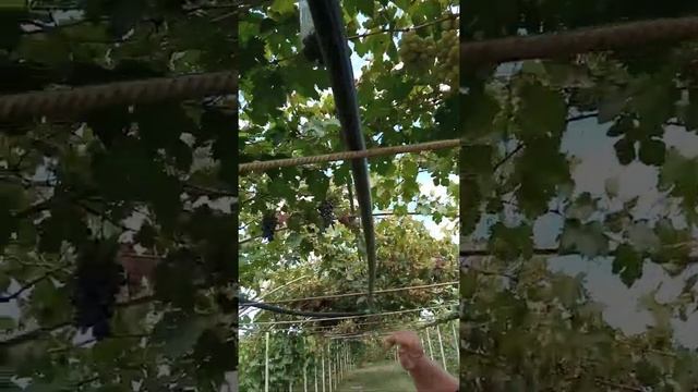 Поздний сорт Винограда Ланселот и сорт Ласточка с мускатом смотреть онлайн