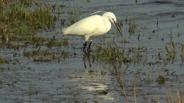 Birds - Isle of Sheppey. Panasonic HC X920 смотреть онлайн