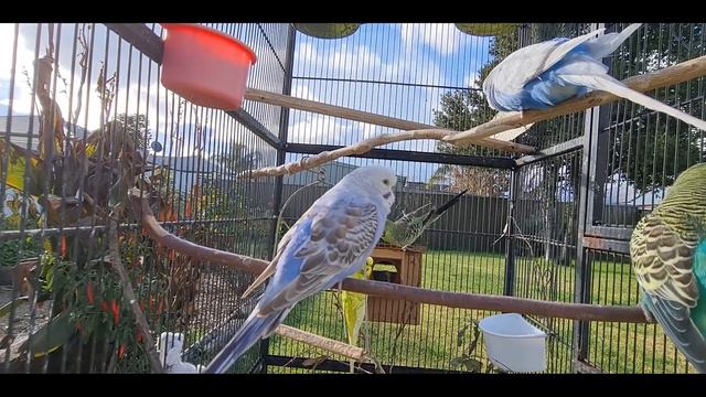 Budgie TV - Happy, Active, Playful Budgie Sounds, Help Your Bird Sing