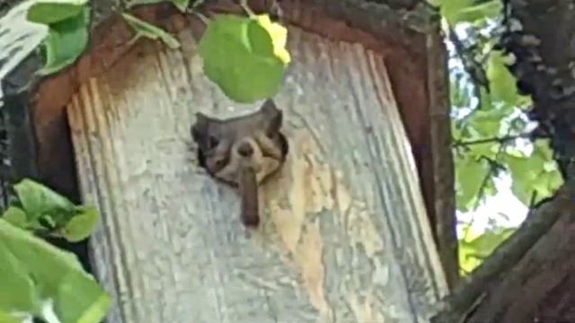 Белка ?️ забралась в скворечник❤️