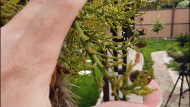 Мутационная селекция пальм, получаем более морозостойкий культивар