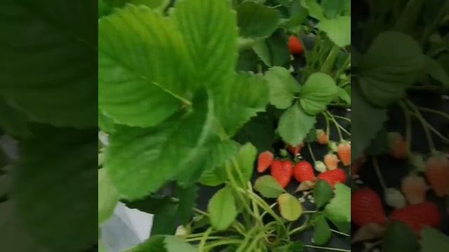 Клубника сорт Брилла. смотреть онлайн