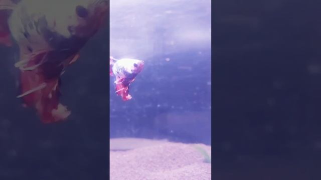 Самец петушка Немо XM самка хальфмум конфетки(кои) смотреть онлайн