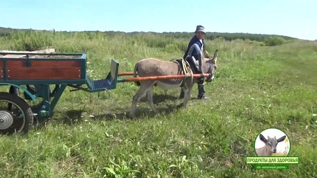 Ослик Моисей. Пробный выезд, примерка амуниции смотреть онлайн